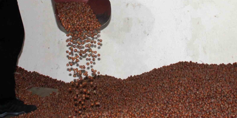 Fındıkta serbest piyasa düşüşte, Tarım Kredi en yüksek alımı yapıyor