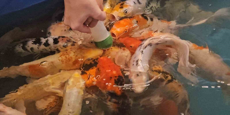 Minikler hem eğlendi hem de biberonla balık besledi