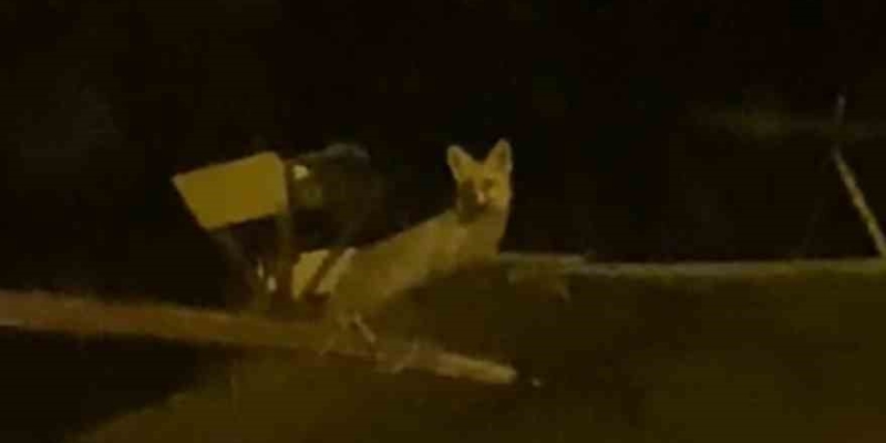 Tavuk hırsızı tilkiyi yerde beklerken çatıda çıktı