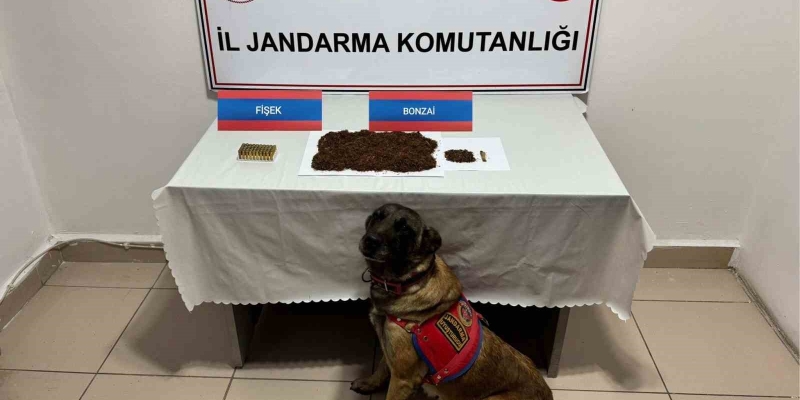 Yozgat’ta şüpheli şahsın aracında bonzai ele geçirildi