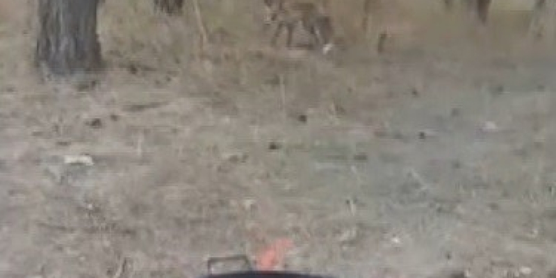Kars’ta tilkiler yerleşim yerlerinde cirit atıyor