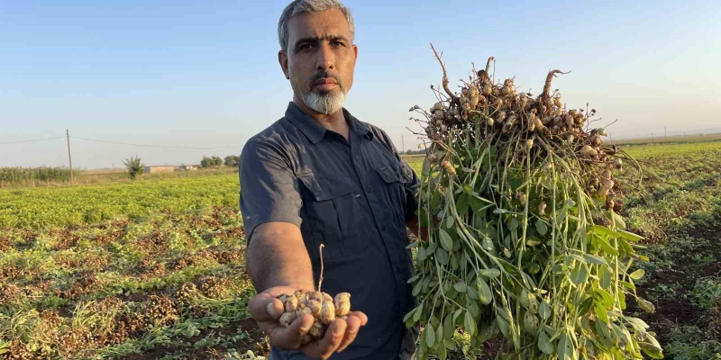 Şanlıurfa’da pamuk yerini yer fıstığına bırakıyor