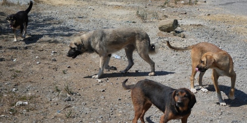 Başıboş köpekler yaban hayatı ve trafik güvenliğini tehdit ediyor