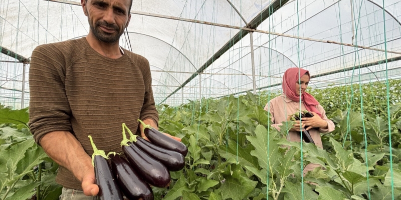 Eyyübiye Sera Kent’te yüzlerce süs bitkisi ve sebze yetiştiriliyor