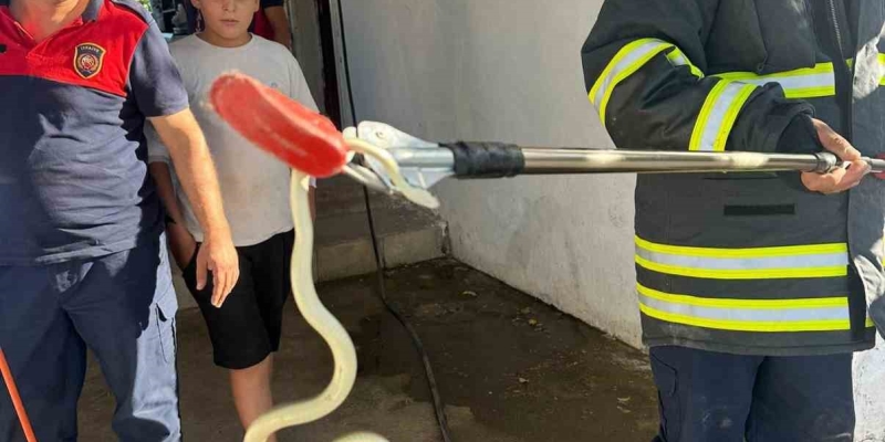 Hatay’da evlere giren 2 yılan yakalandı