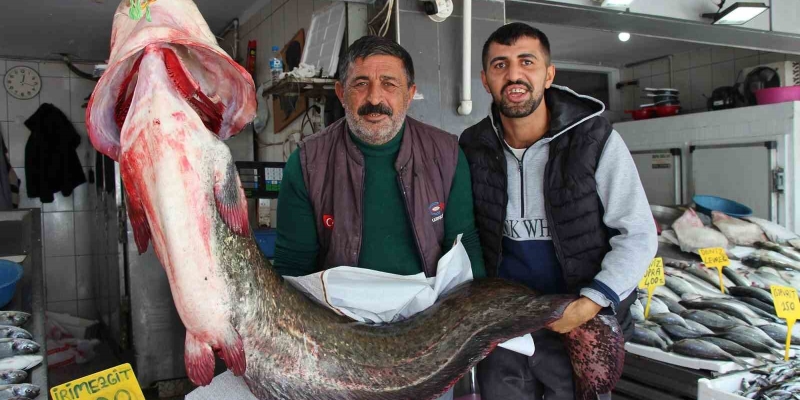 Altınkaya Barajı’nda 85 kiloluk dev yayın balığı yakalandı