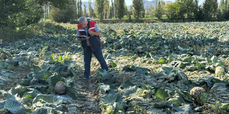 Tarım ürünlerinin tarladaki kalite kontrolleri devam ediyor