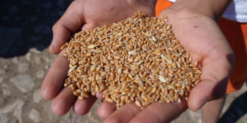 Sertifikalı tohum desteği başvurularında son gün 31 Temmuz