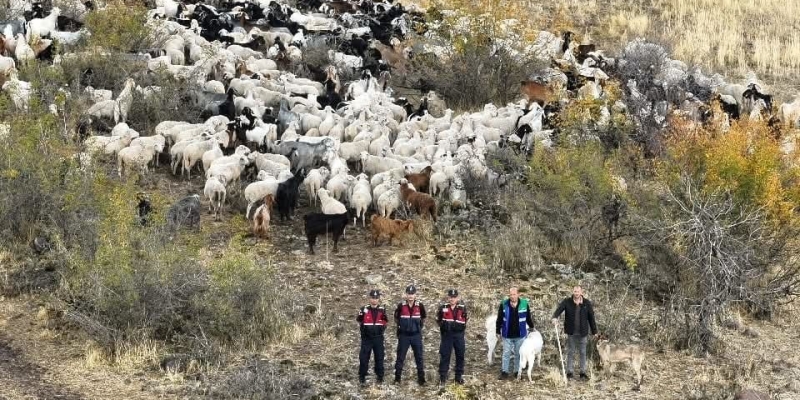 Kayıp 544 adet küçükbaş hayvanı dron ile bulunup sahibine teslim edildi