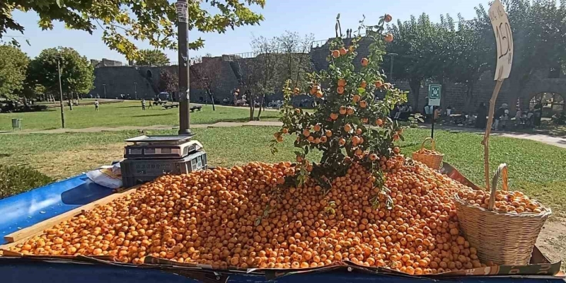 Faydaları saymakla bitmiyor: Alıç meyvesi tezgahlardaki yerini aldı