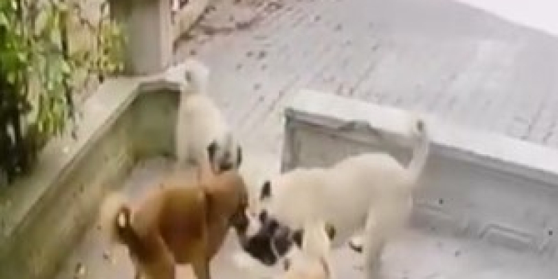 Kediye saldıran köpek sürüsü kameraya yansıdı