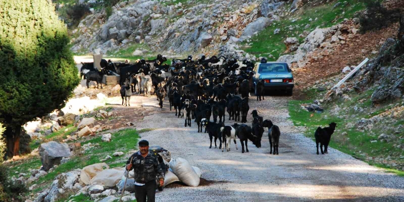 Antalya’da Yörüklerin 4 aydır kaldıkları yaylalardan dönüşleri başladı