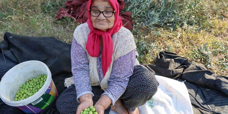 Zeytin hasadına asırlık ağaçlardan başlandı