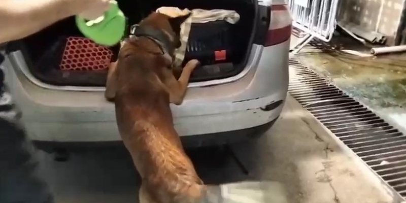 Kedi taşıma çantasında 2 kilo uyuşturucu ele geçirildi