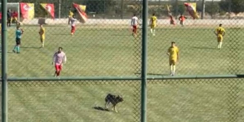 Isparta’da amatör maçta sahaya köpek girince oyun durdu
