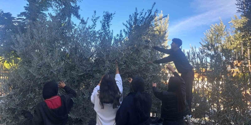 Öğrenciler zeytin hasadıyla üretim bilincini öğreniyor