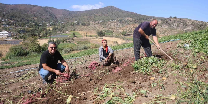 İsmi gibi tadıyla dikkat çeken şifa deposu tatlı patateste hasat başladı
