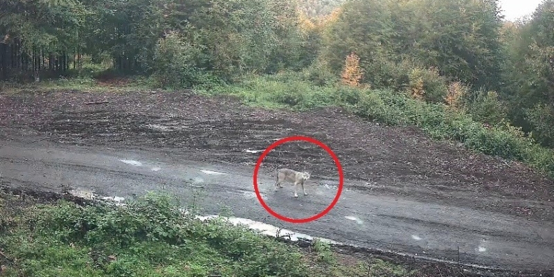 Kurt sürüsü fotokapana takıldı