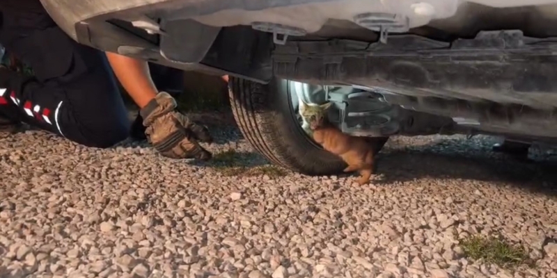 Üşüyerek aracın motoruna giren yavru kedi, itfaiye ekiplerinin çalışmasıyla kendiliğinden çıktı