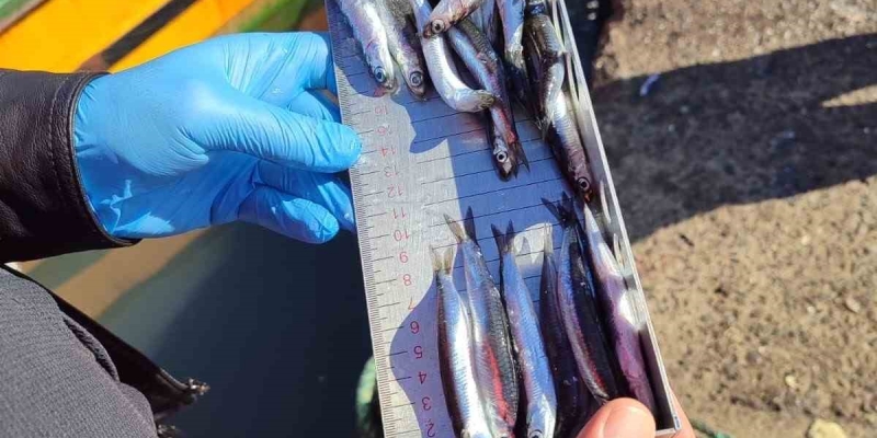 Karadeniz Ereğli’de balıkçılık denetimlerinde 153 tekneye e-seyir onayı verildi