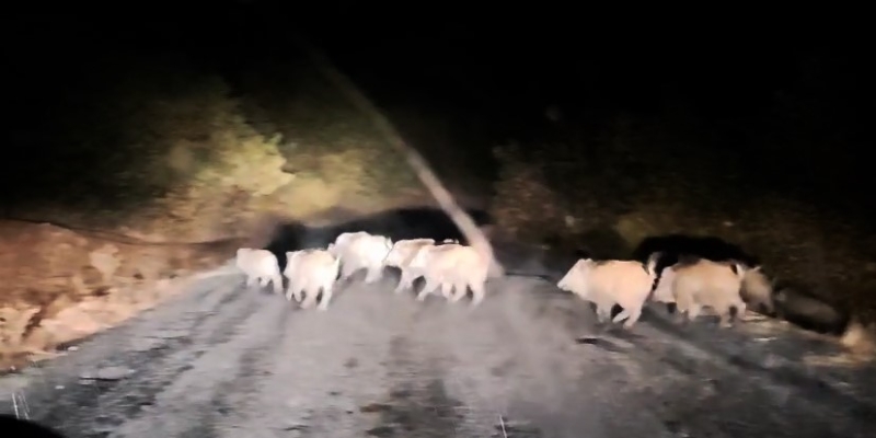 Tatvan’da domuz sürüsü görüntülendi