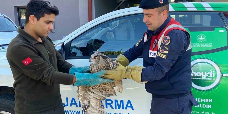 Kırıkkale’de yaralı puhu kuşu tedaviyle yaşama döndü