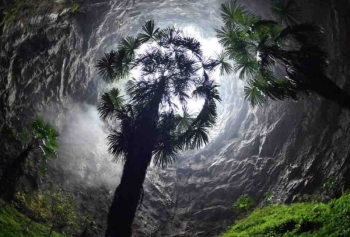 Çin'de Devasa Çukurlardaki Mağaralarda Binlerce Yıllık Ağaçlar Yaşamaya Devam Ediyor! 