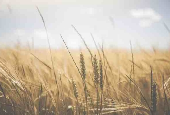 Rüyada Buğday Görmek Ne Anlama Gelmektedir?