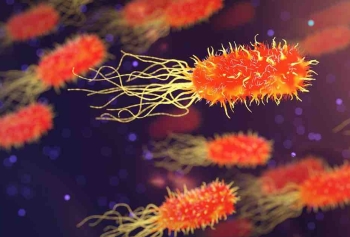 Bağırsaklarımızdaki Bazı Bakteriler En Az 15 Milyon Yıllık! 