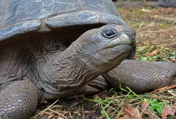 Dünyanın En Yaşlı Kaplumbağası Jonathan 191'inci Yaşını Kutladı!