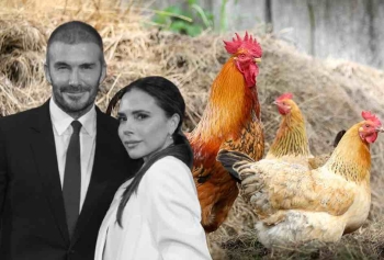 Victoria Beckham'dan David Beckham'a Olay Yılbaşı Hediyesi! Tavuk Kümesi Aldı!