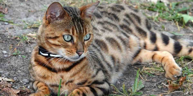 Vahşi Ve Evcil Kediler Çiftleşti Ortaya Bengal Kedisi Çıktı! 