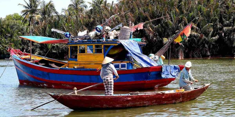 Vietnam'da Rekor Sıcak Dalgası Milyonlarca Balığın Ölümüne Neden Oldu! 