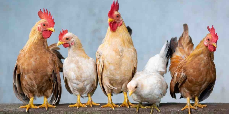 Vahşi Tavuk Çetesi İngiltere'de Bir Köyü Esir Aldı! 