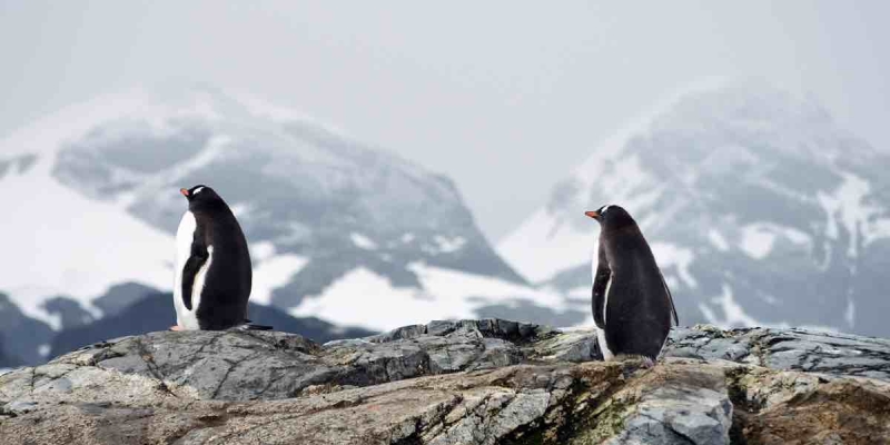 Antarktika'nın Penguenleri Günde 10 Bin Kez Siesta Yapıyor! 
