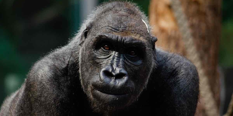 Zürih Hayvanat Bahçesi'nde Bir Gorile Ötenazi Yapıldı!