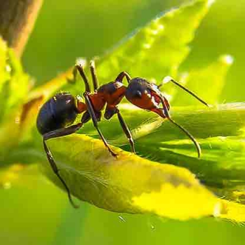 Rüyada Karınca Görmek Ne Anlama Gelmektedir? - FenoReporter