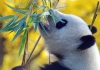 Çin Amerika'ya Bir Çift Panda Gönderiyor! 