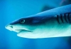 500 Yıl Yaşayan Köpekbalıkları Kalp Hastalıklarına Çare Olabilir Mi?