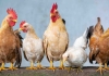 Vahşi Tavuk Çetesi İngiltere'de Bir Köyü Esir Aldı! 