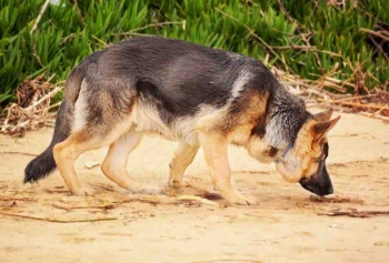 Polis Köpeği İspanya'da Kavunların Arasında 25 Ton Uyuşturucu Buldu! 