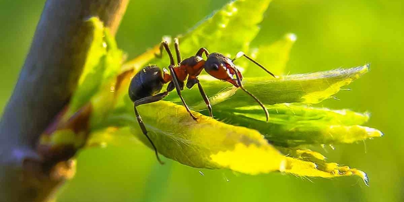 Karıncalar Kendilerini Antibiyotikle Tedavi Ediyorlar! İlginç Araştırma! 