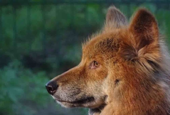 Avustralya'nın Vahşi Köpeği 'Dingo' Bir Zamanlar Evcil Bir Hayvandı! 