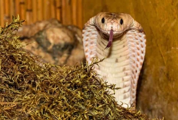 Dünyanın En Uzun Zehirli Yılanı Kral Kobra! 