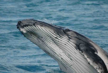 Balinalarda Menopozun Ömrü Uzattığı Ortaya Çıktı! 