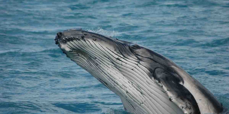 Balinalarda Menopozun Ömrü Uzattığı Ortaya Çıktı! 