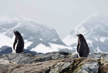 Antarktika'nın Penguenleri Günde 10 Bin Kez Siesta Yapıyor! 