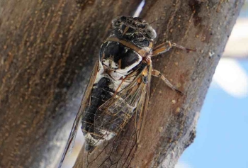Bir Trilyon Ağustos Böceği Dünyaya 'Merhaba' Demeye Hazırlanıyor! 
