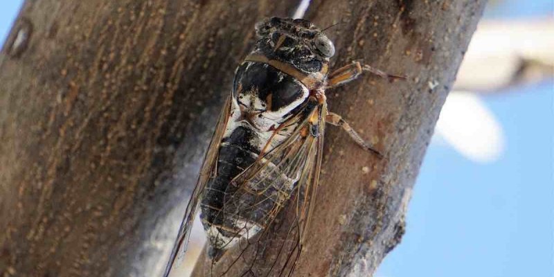Bir Trilyon Ağustos Böceği Dünyaya 'Merhaba' Demeye Hazırlanıyor! 