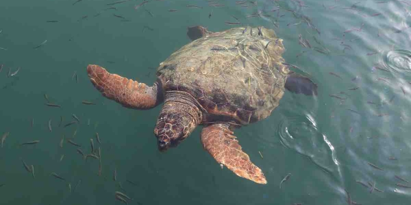 Deniz Kaplumbağası Yiyen 9 Kişi Zehirlenerek Öldü! 
